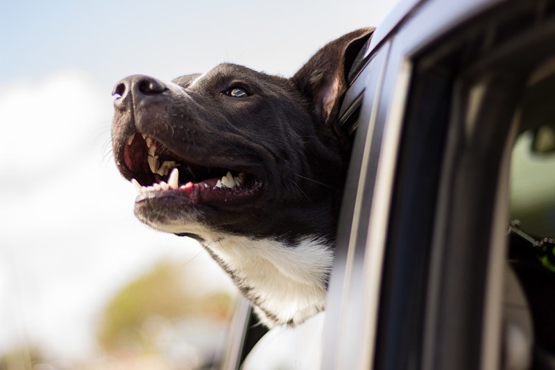 a dog riding in a car with his head sticking out the window in orlando, dog in car 4k