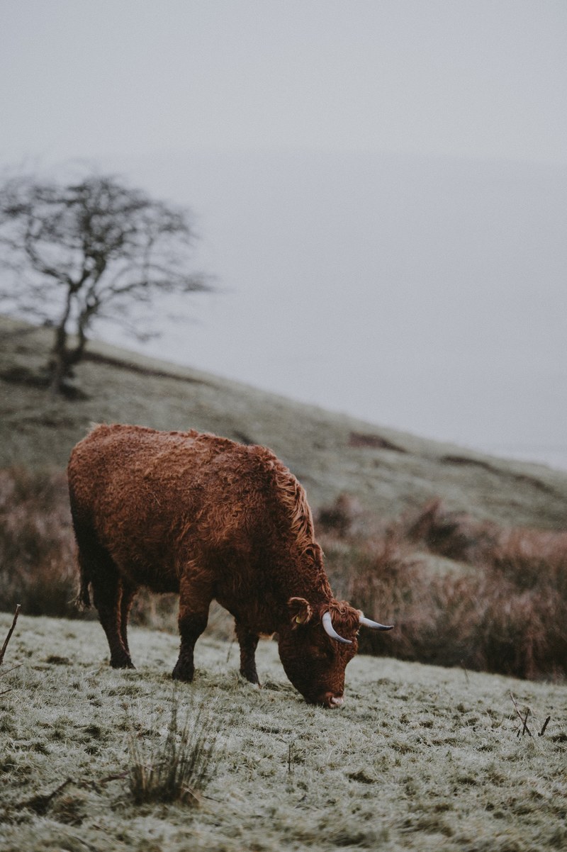 cow in the rain 4k