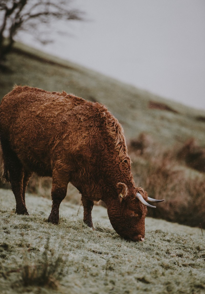 cow in the rain 4k