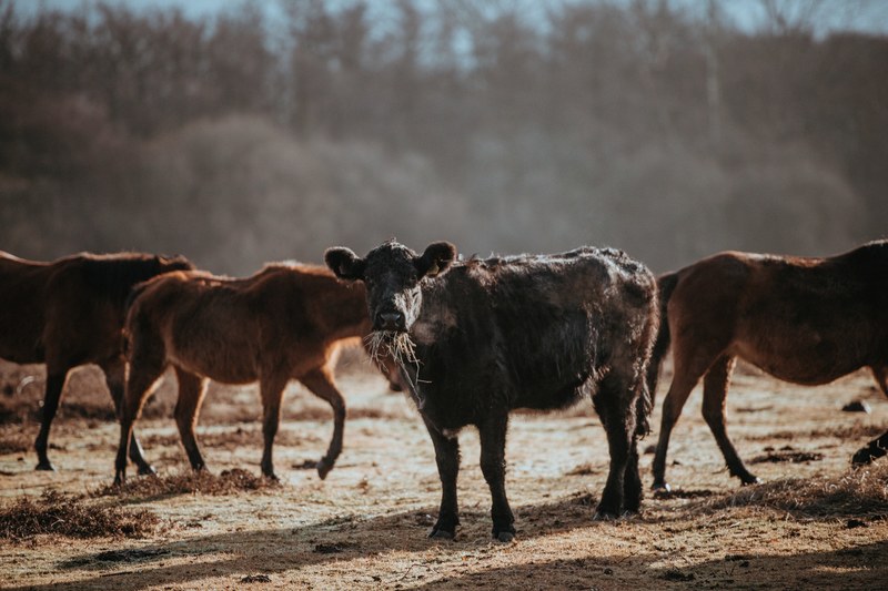 cows grazing on a winters morning 4k