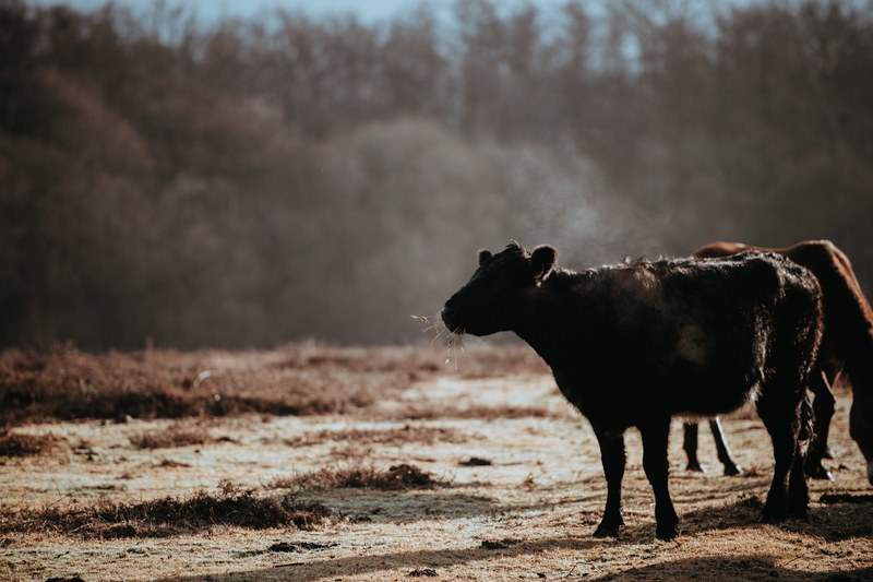 cows grazing on a winters morning 4k