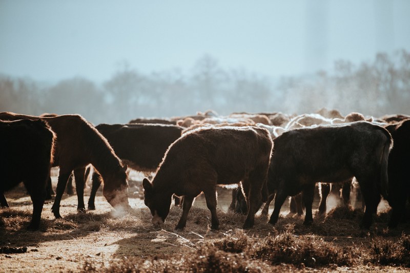 cows grazing on a winters morning 4k