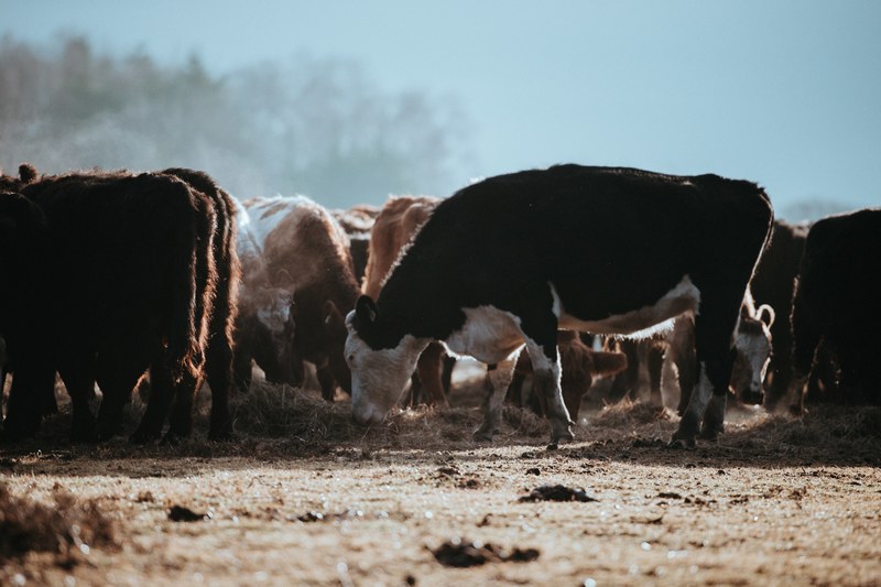 cows grazing on a winters morning 4k