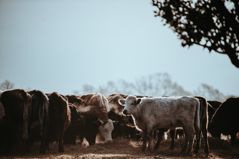 cows grazing on a winters morning 4k