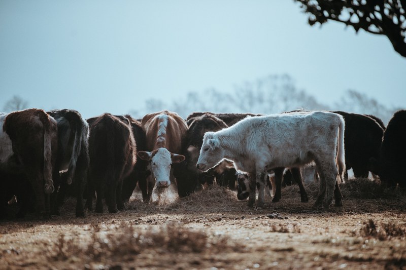 cows grazing on a winters morning 4k