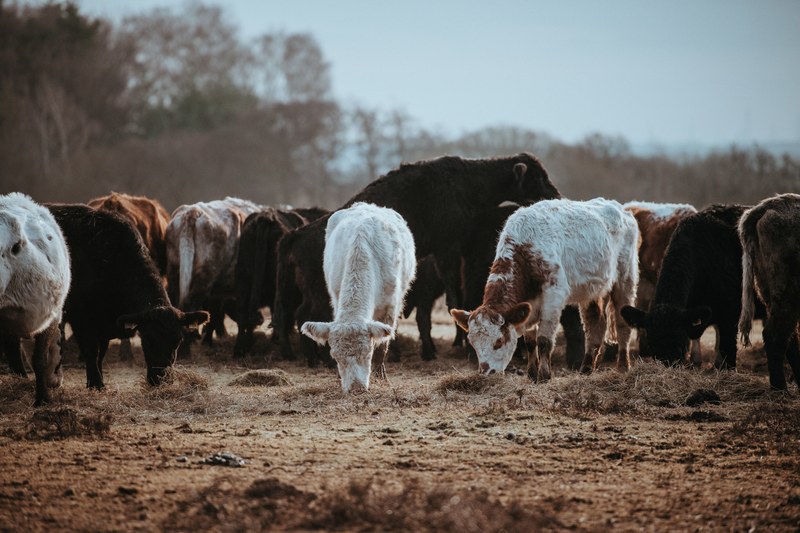 cows grazing on a winters morning 4k