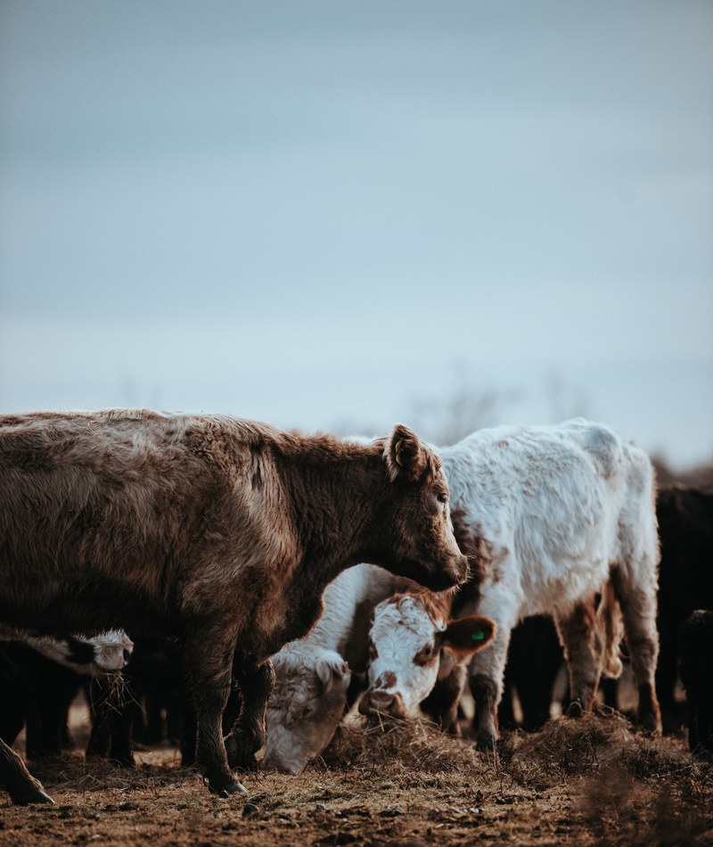 cows grazing on a winters morning 4k