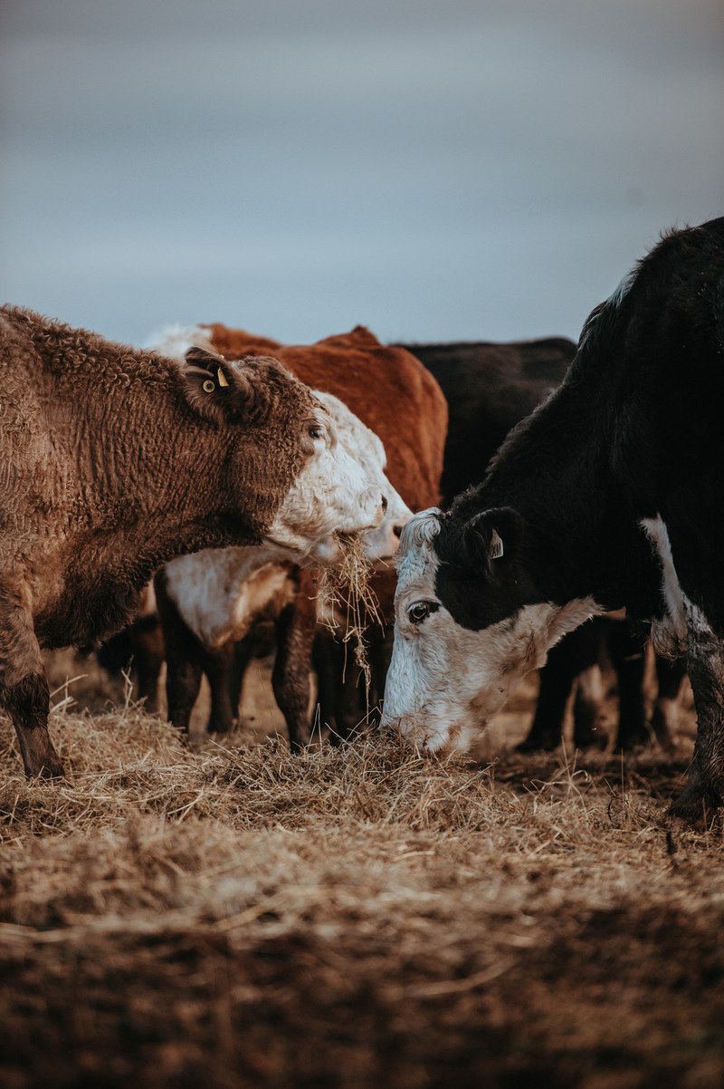 cows grazing on a winters morning 4k