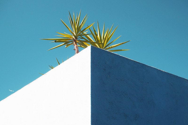 small palm trees on the edge of a white building roof, palm trees on a white roof 4k