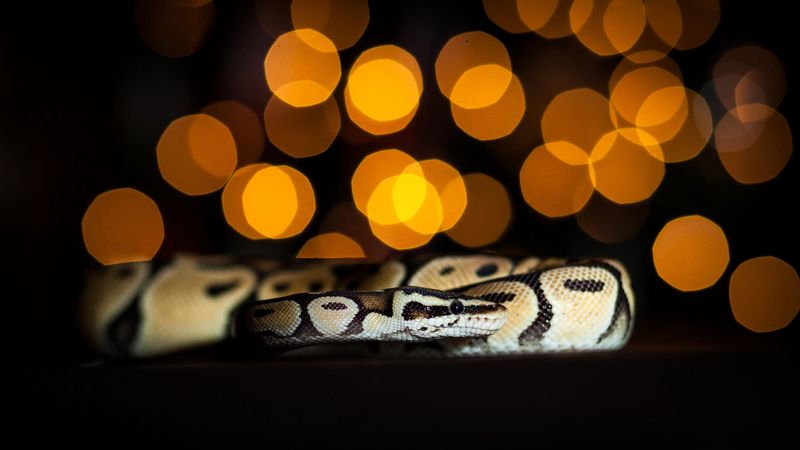 snake, scales, glare, 4k