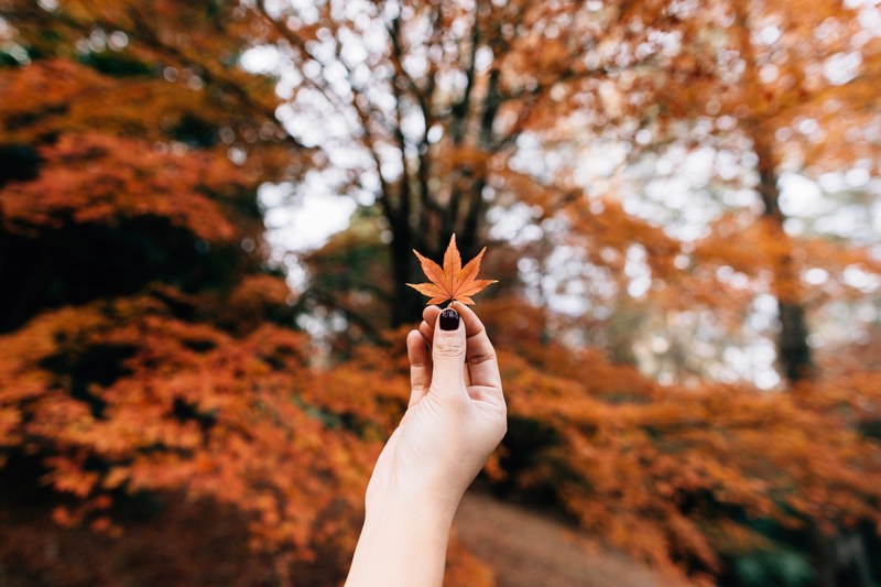 hand hold holding and leaf 4k