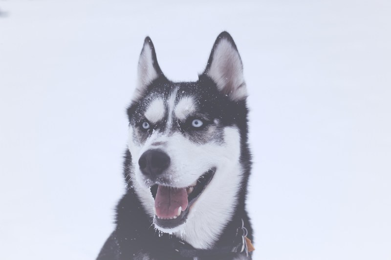 happy siberian husky smiles in the snow, happy husky 4k