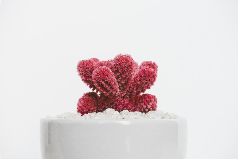 cactus cacti minimal and white 4k