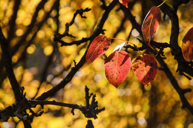 red autumn leaves hanging down from their branches against a blurry yellow canopy, red autumn leaves 4k