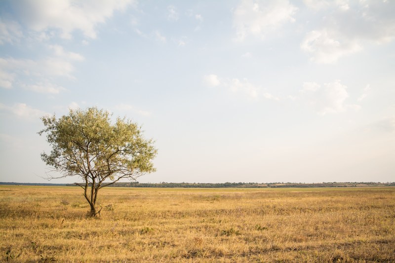 a lone tree in an arid grassland on a summers day, tree in the golden grassland 4k