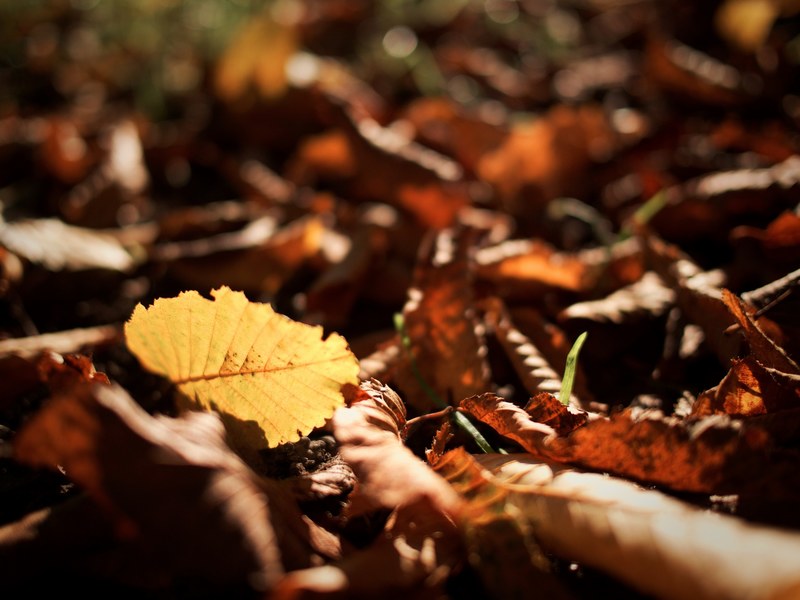 a low macro shot of yellow and brown autumn leaves, autumn forest floor 4k