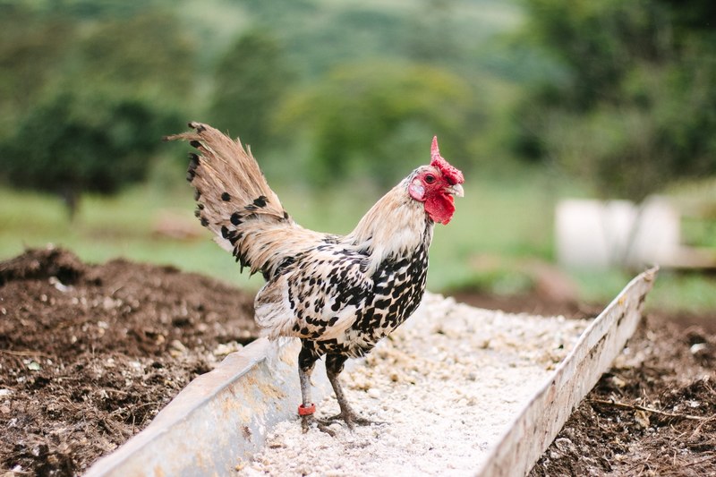 chicken struts through dirt and feed on the farm, chicken on the farm 4k