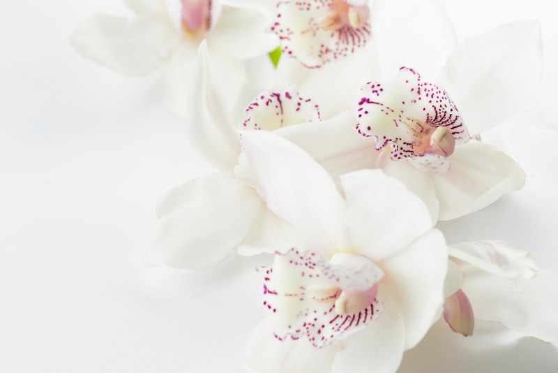 close up of white orchids with purple spots on a white surface, white orchids 4k