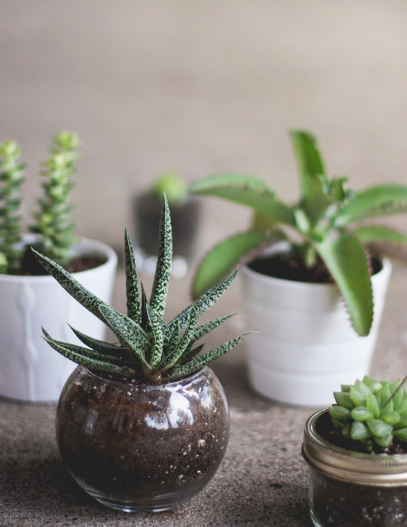 house plant plant succulent and 50mm hd, 4k