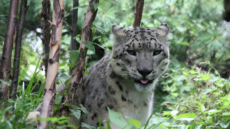 leopard, big cat, spots, grass, 4k