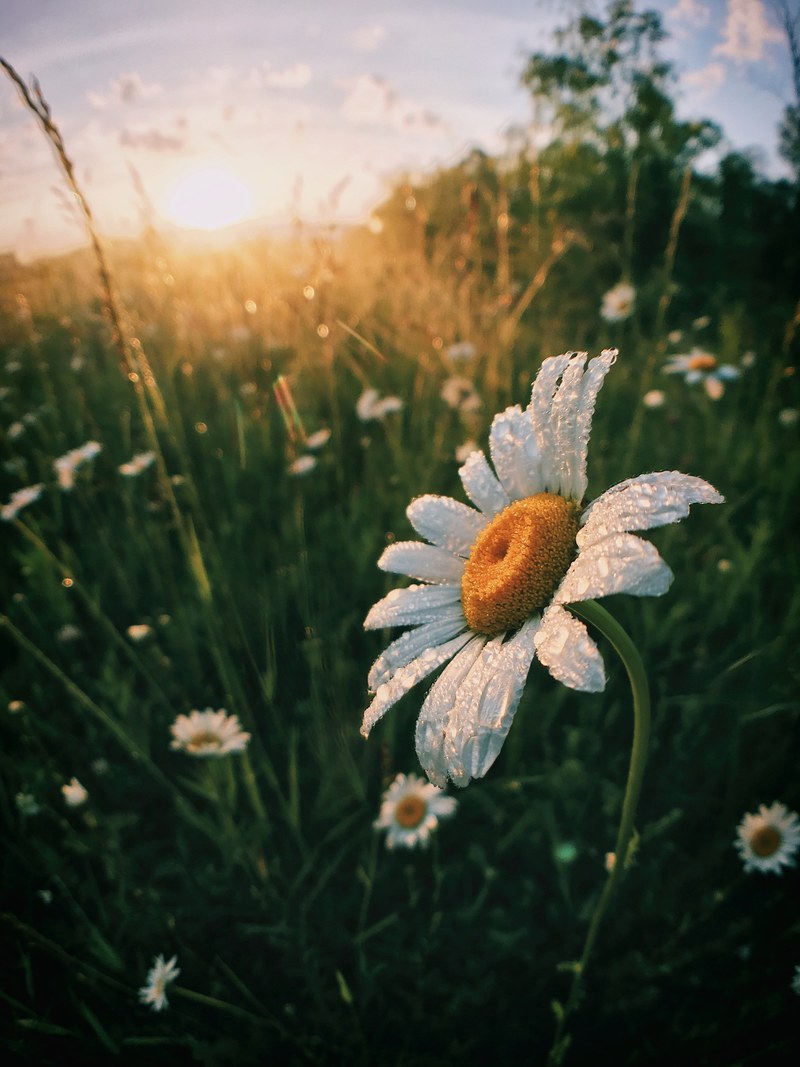 morning daisy 4k