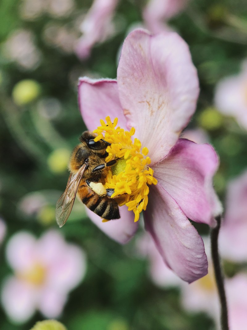 flower bee pink and yellow hd, 4k