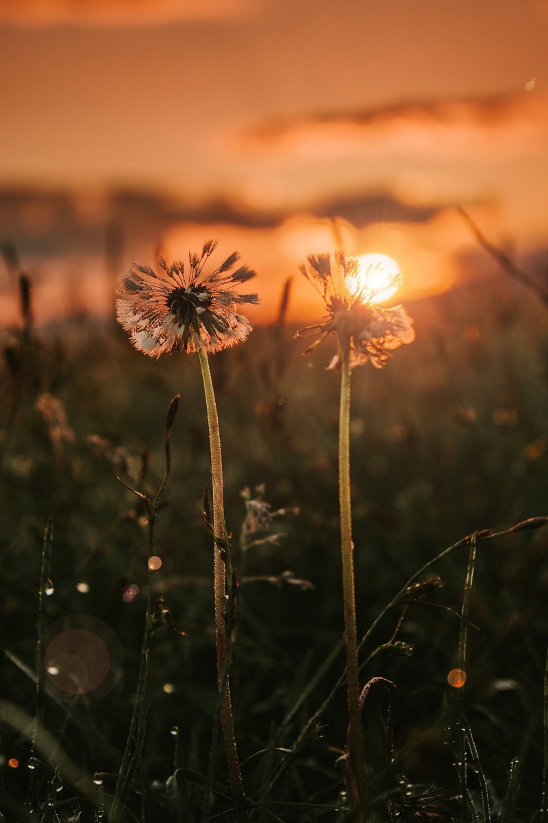 silence on the field 4k