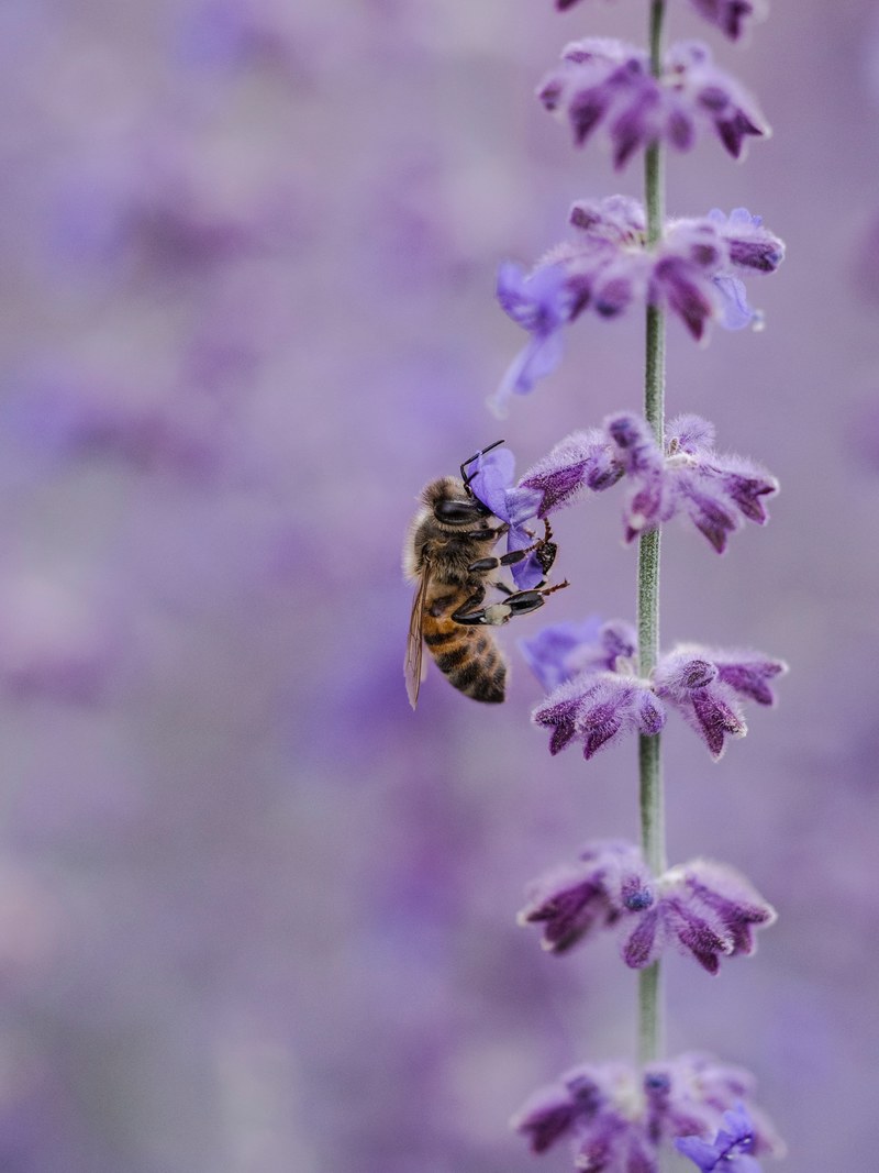 honeybee pollinates a fuzzy purple flower in a field, bee in a purple field 4k