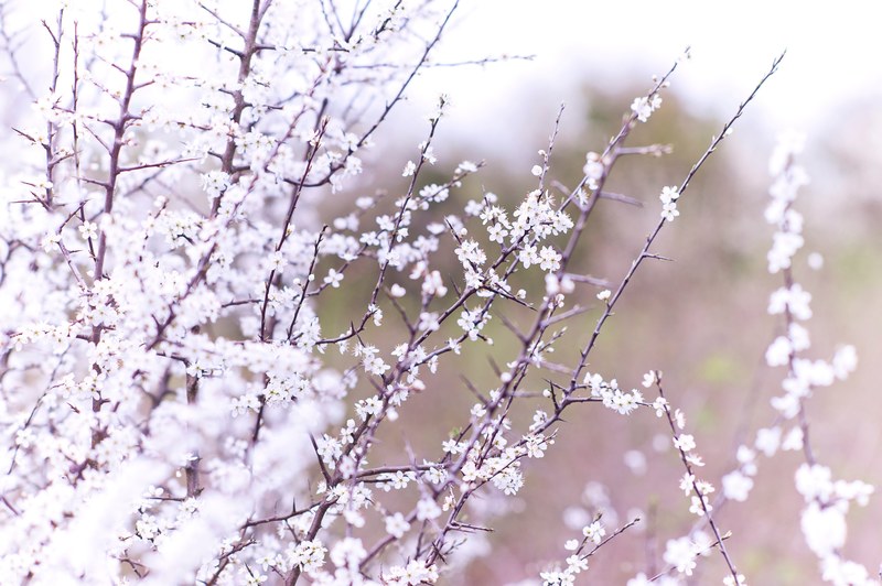 nature flower tree and white flower 4k