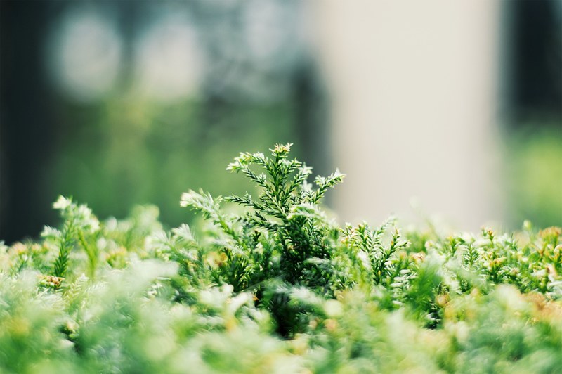 a close up of green plants with needle like leaves, needly plants in sunlight 4k