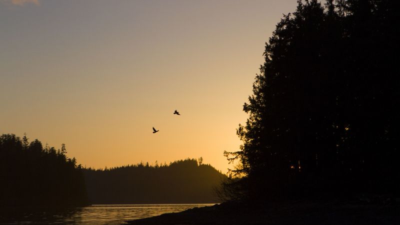 bird, river, forest, sunset, 4k