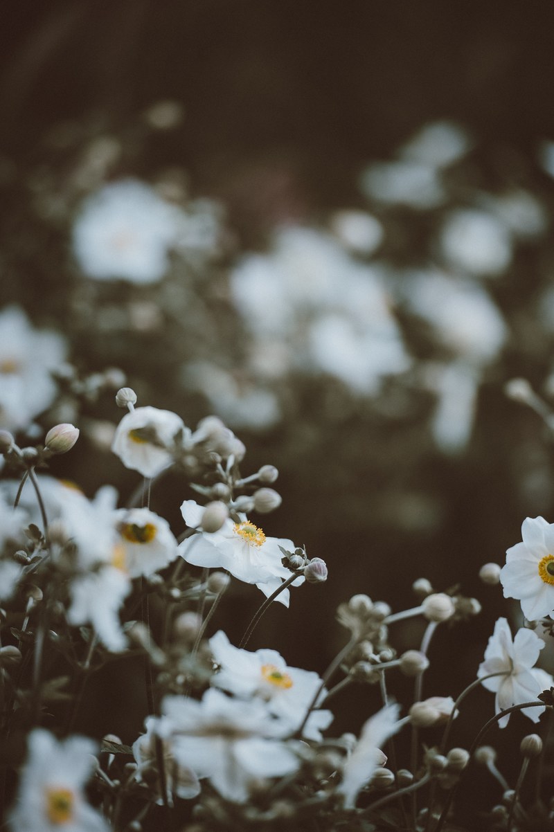 anemone 4k