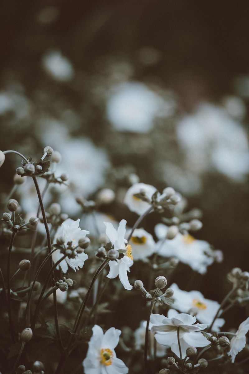 anemone 4k