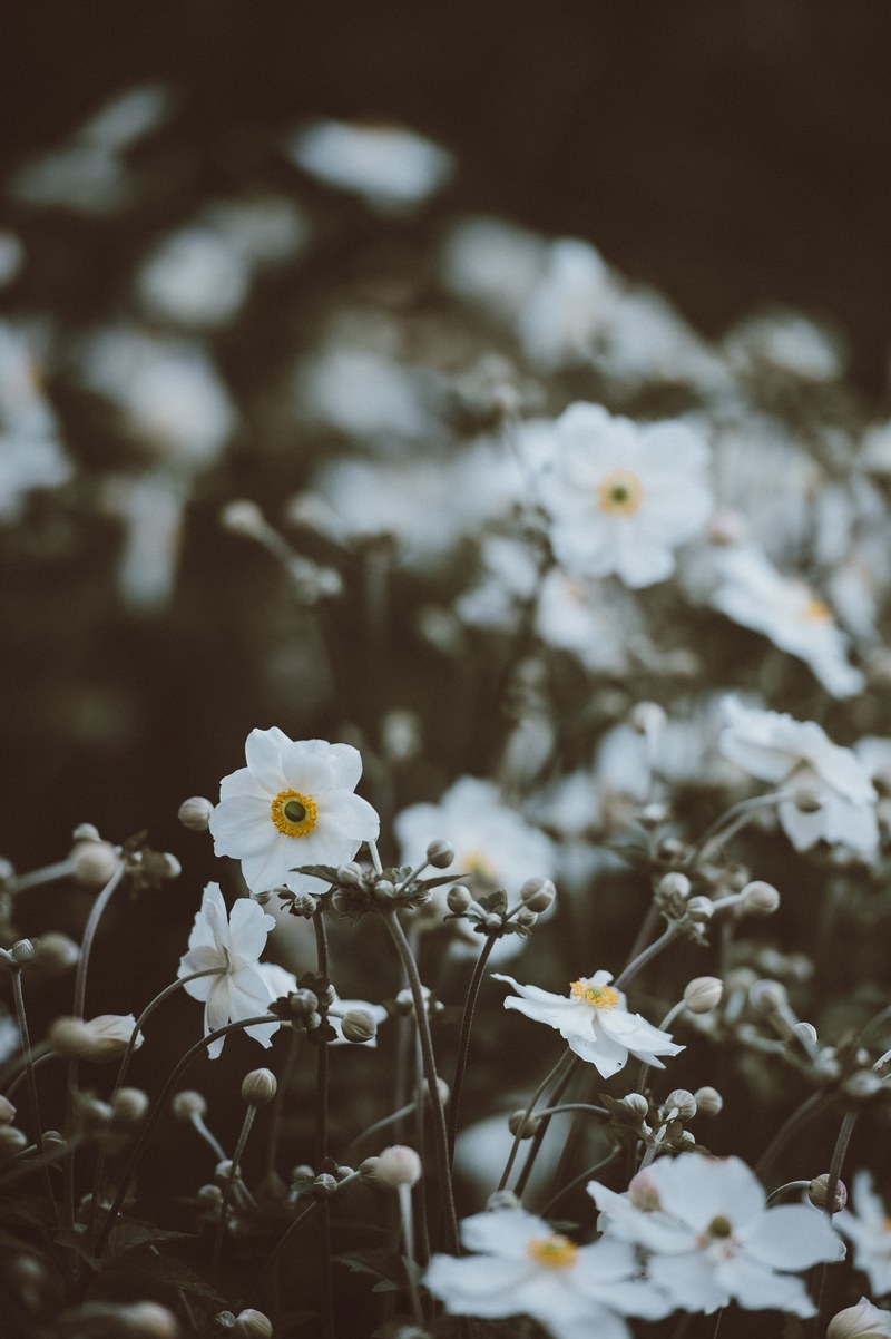 japanese anemones 4k