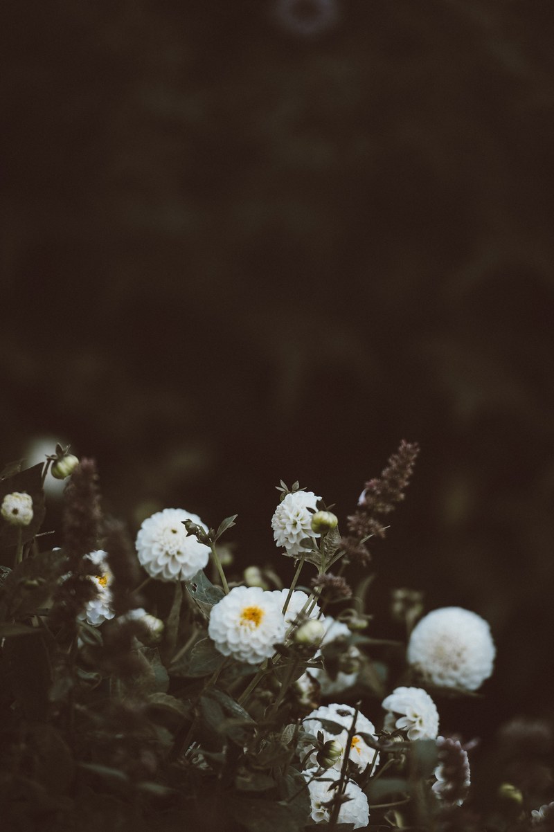 dark florals 4k