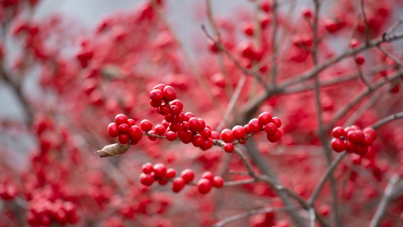 berry, red, branch, 4k