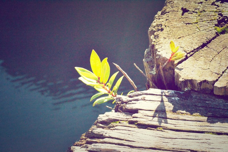 green leafy plant growing near rock by water in spring, leaf plant rock water 4k