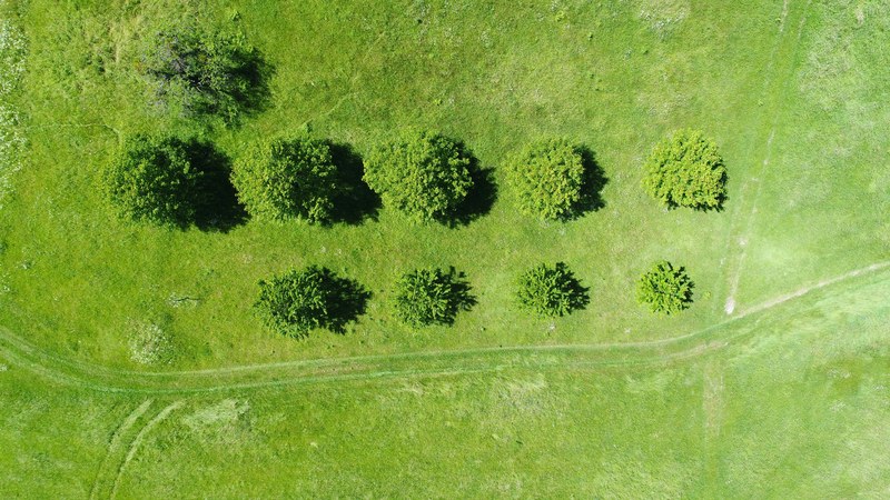 a drone shot of several trees in rows in a green field, round trees from above 4k