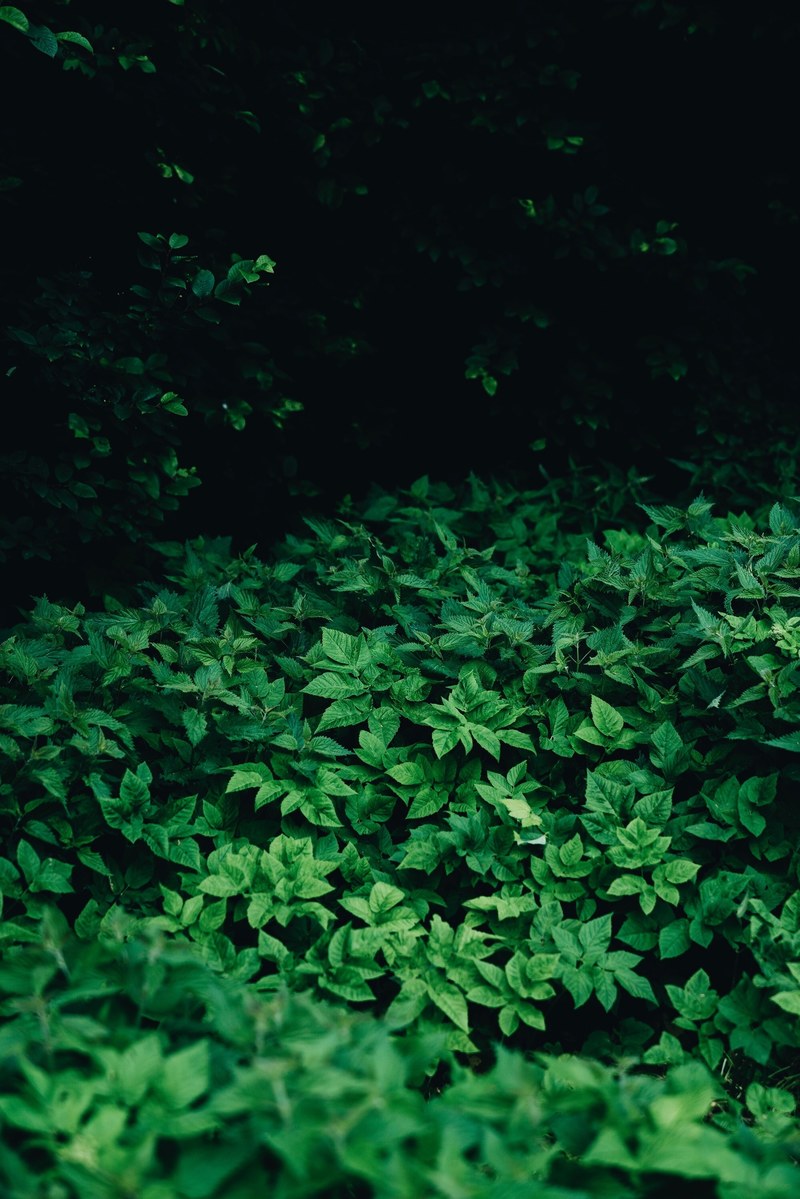 green darkness 4k