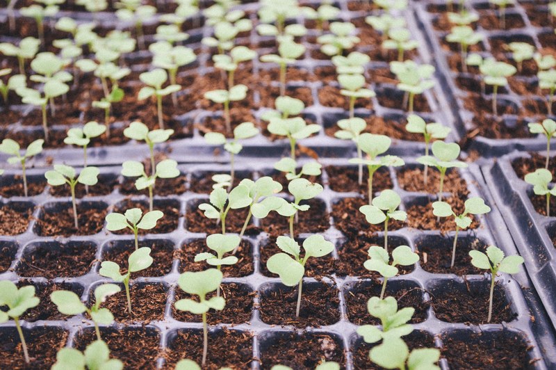 plant soil seedling and green 4k