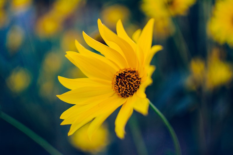 macro of vibrant yellow sunflower blooming outdoor in florist in spring, radiant yellow flower in close up 4k