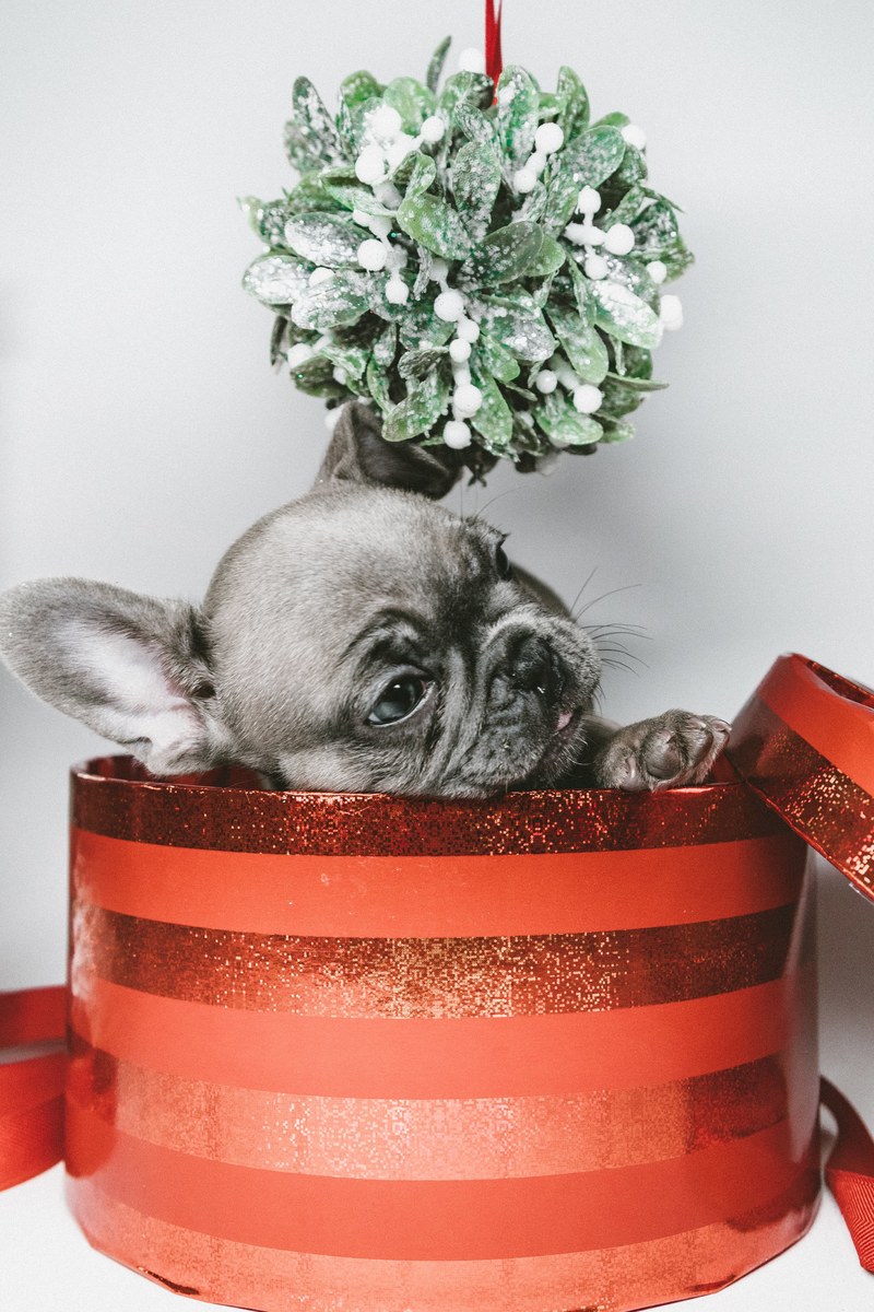 the present pup 4k