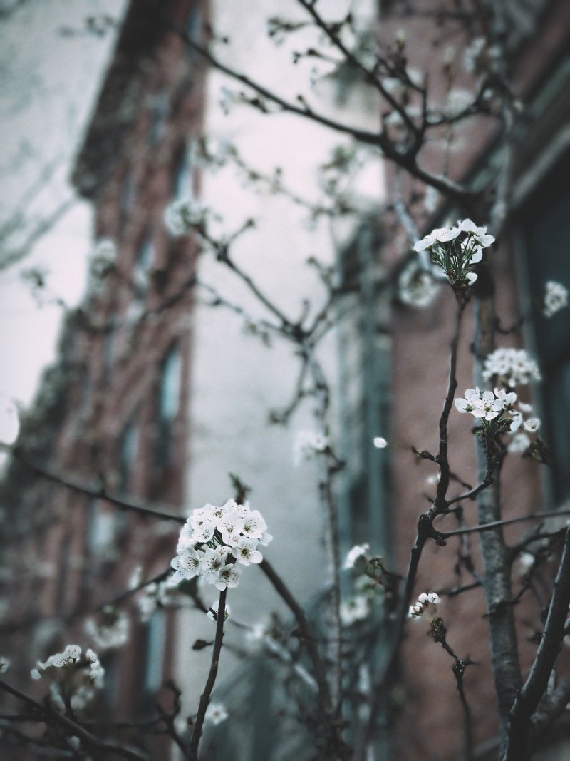 cherry blossom twig in front of urban redbrick building in spring, urban blossom twig 4k