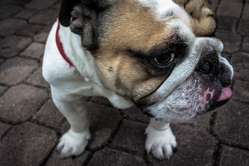 macro of a small dogs head at riviera beach, dogs head macro view 4k
