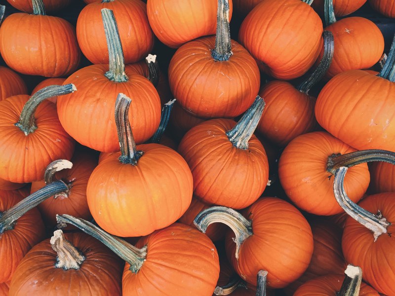a pile of small pumpkins with long stems, small and medium pumpkins 4k