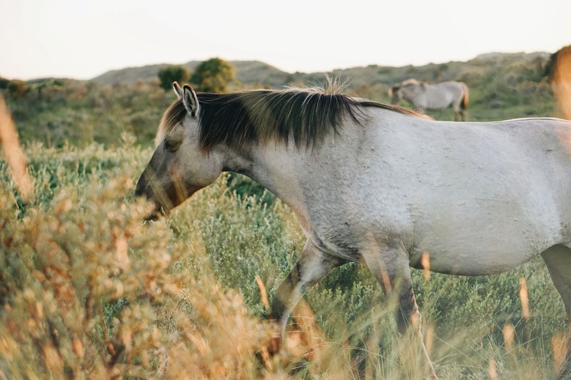 horse wild horse horse grazing and field 4k