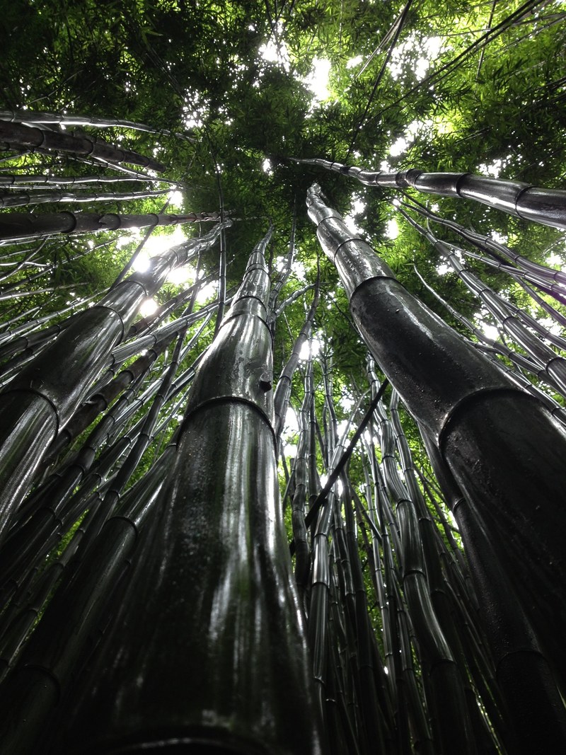 a low angle shot of a canopy of moist bamboos, bamboo canopy after rain 4k