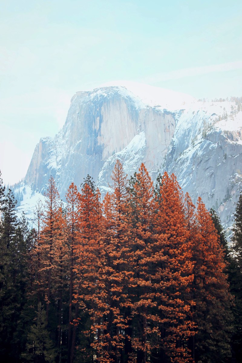 autumn fall season fall and tree hd, 4k