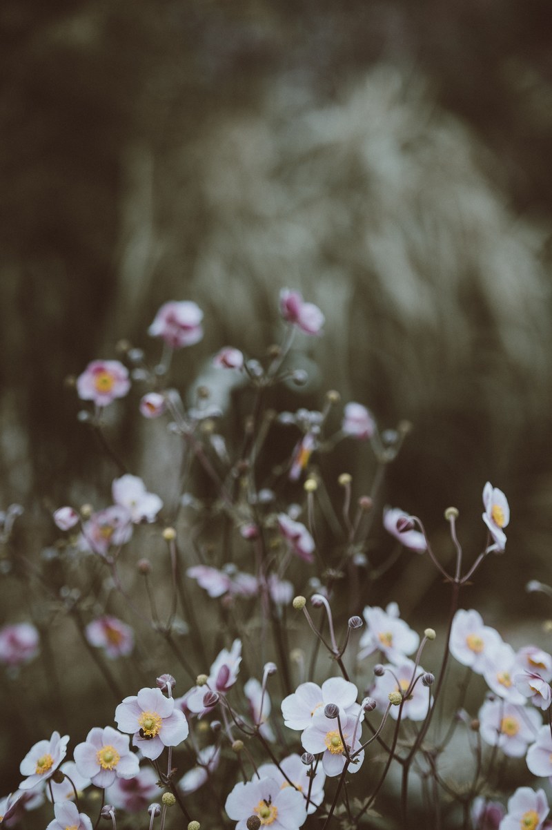anemones 4k