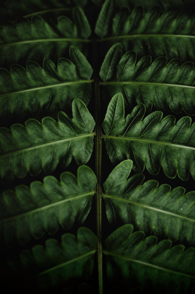 grow perfectly 4k